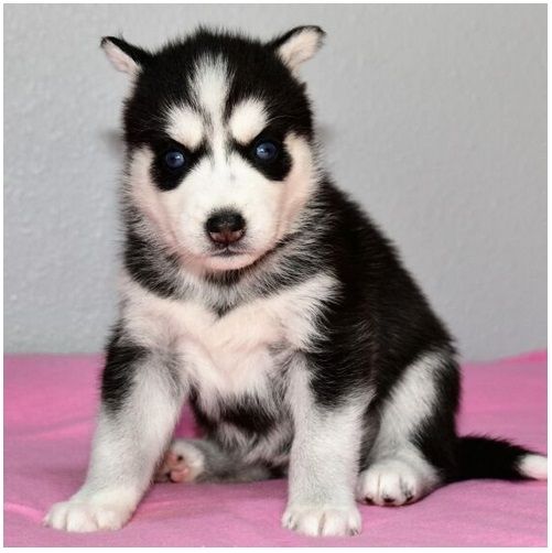 Reinrassige Siberian Husky Welpen