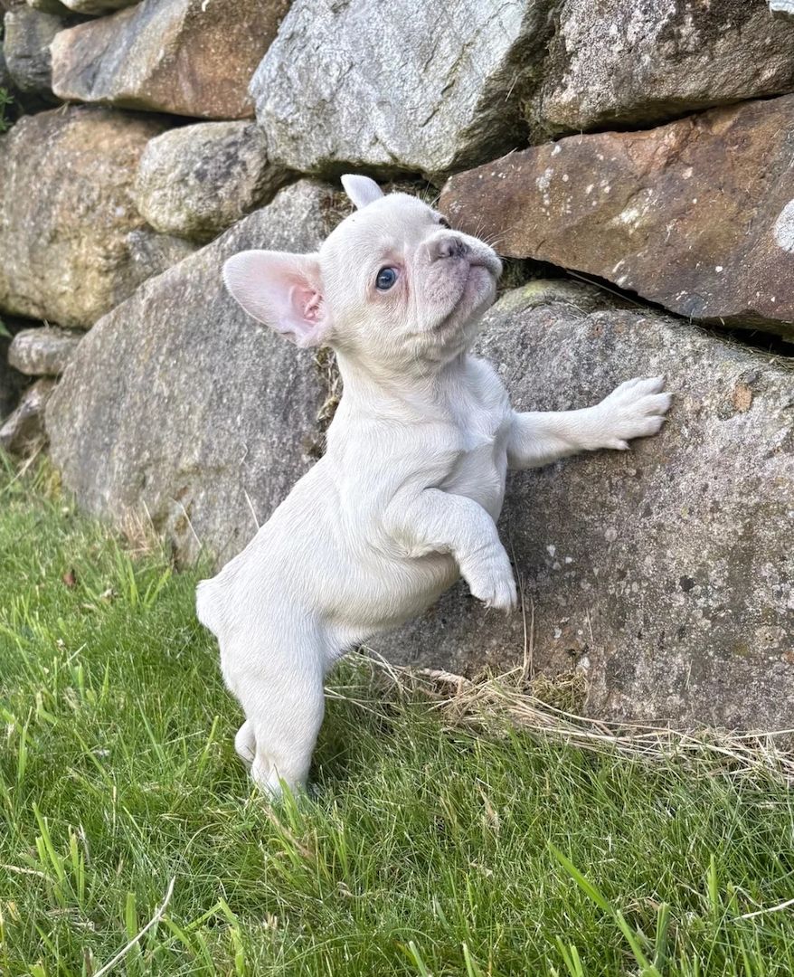 Französische-Bulldogge-Welpen