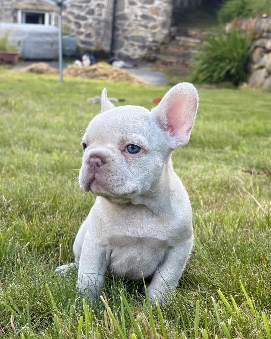 Französische-Bulldogge-Welpen