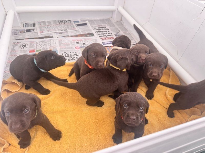 Welpen: Rote Labrador- / Chocolate-Labrador-Retriever