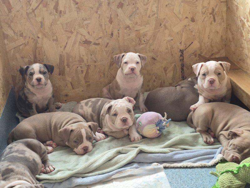 Wunderschöne American-Pocket-Bully-Welpen