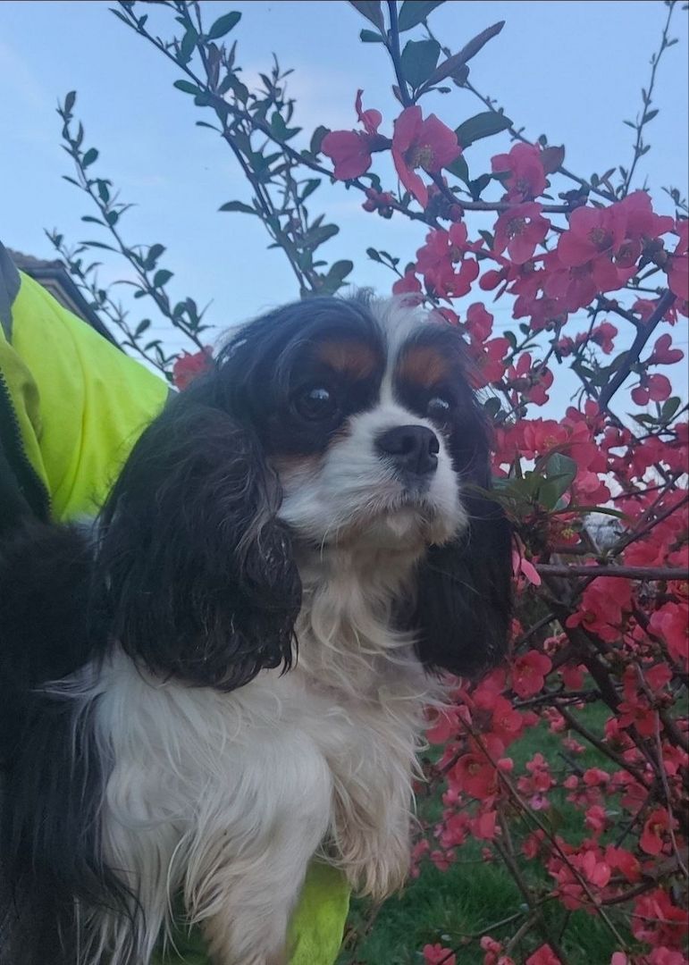 weiblicher Cavalier King Charles Spaniel