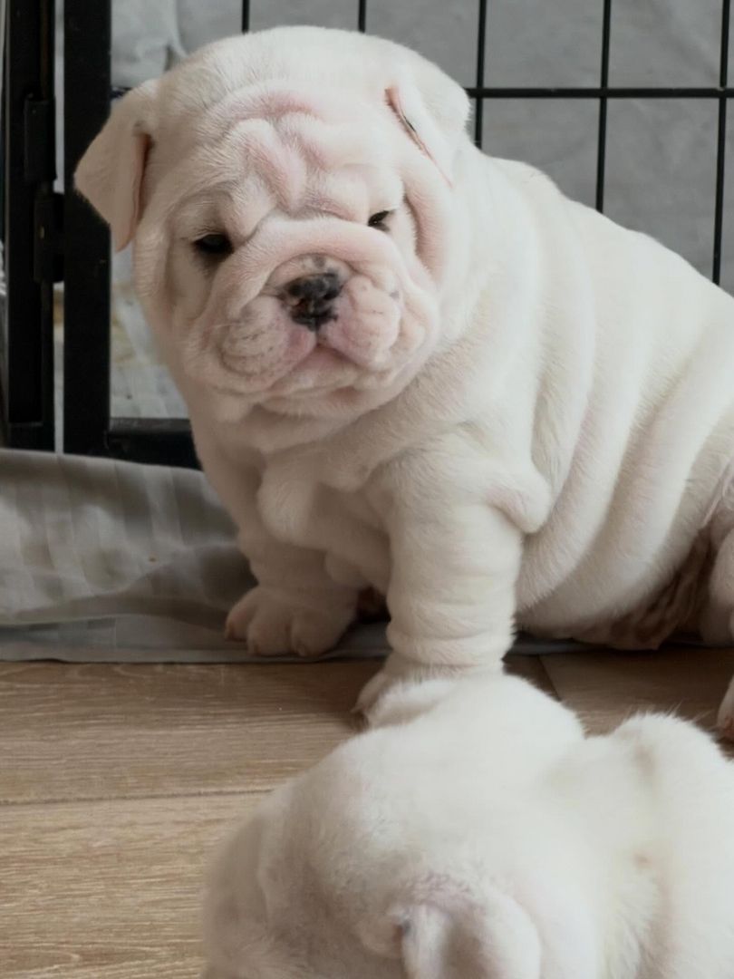Liebevolle Englische Bulldoggen-Welpen suchen ein neues Zuhause