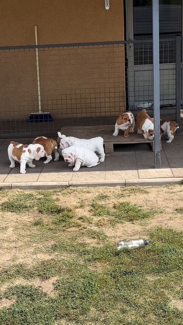 Kleine Bulldoggen mit großem Charme