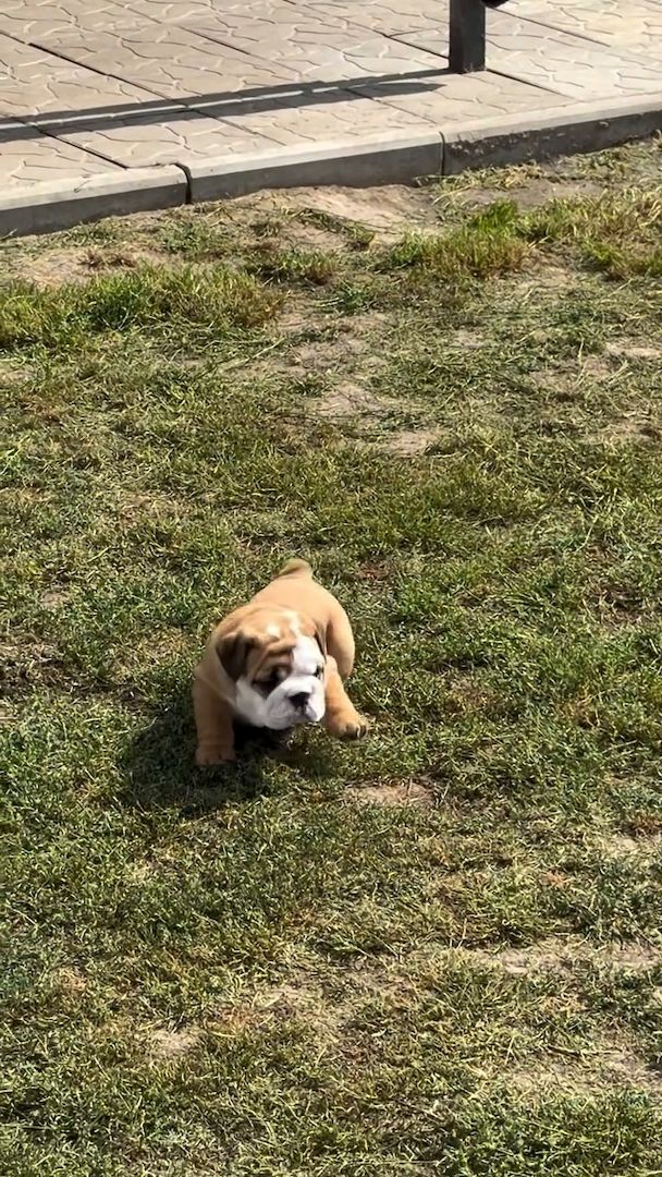 Bulldoggen-Babys suchen ihre Menschen