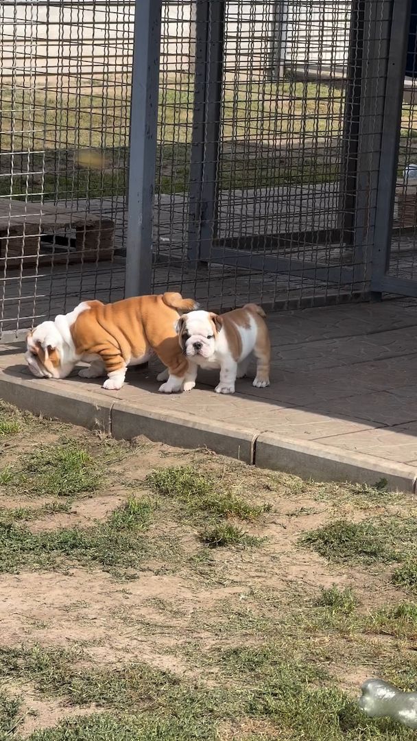 Kleine Bulldoggen suchen Familienanschluss