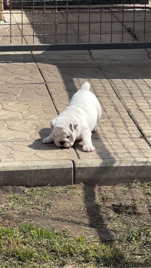 Süße Bulldoggen auf der Suche nach Glück