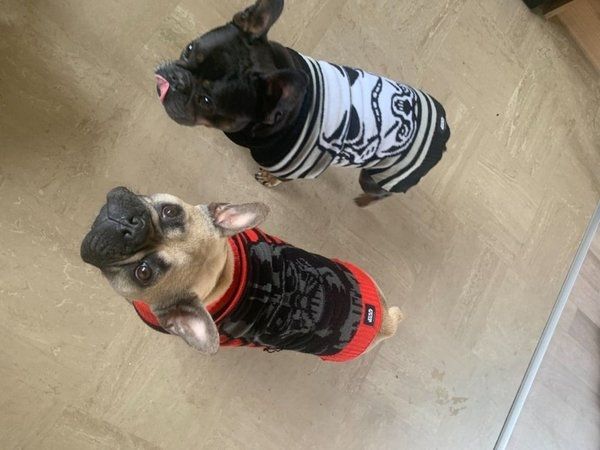 Französische Bulldoggen