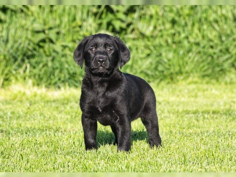Süße Labrador Welpen mit Papieren