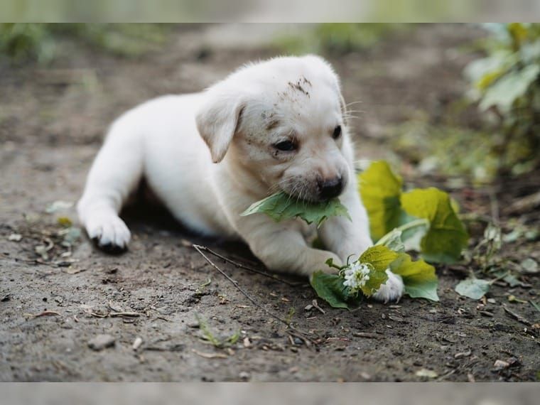 Süße Labrador Welpen mit Papieren