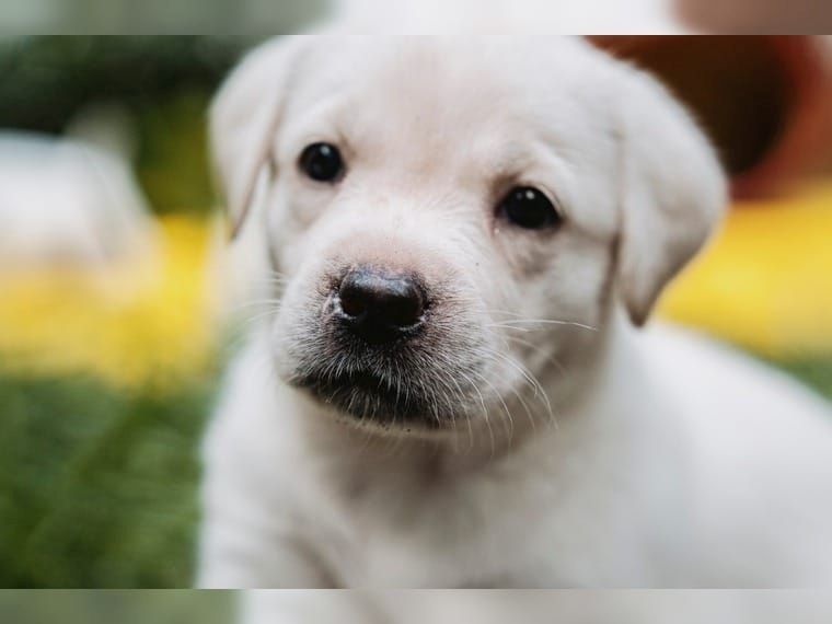 Süße Labrador Welpen mit Papieren