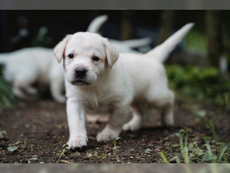 Süße Labrador Welpen mit Papieren