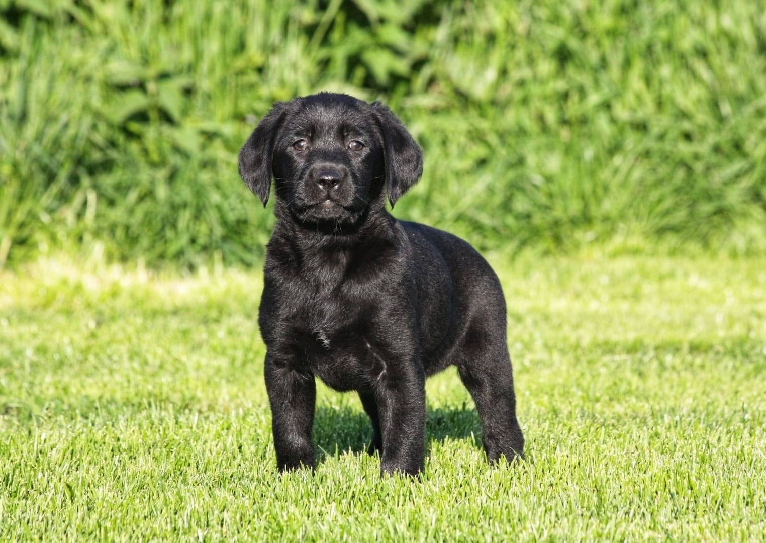 Wunderschöne Labrador Welpen suchen ihr Traumzuhause