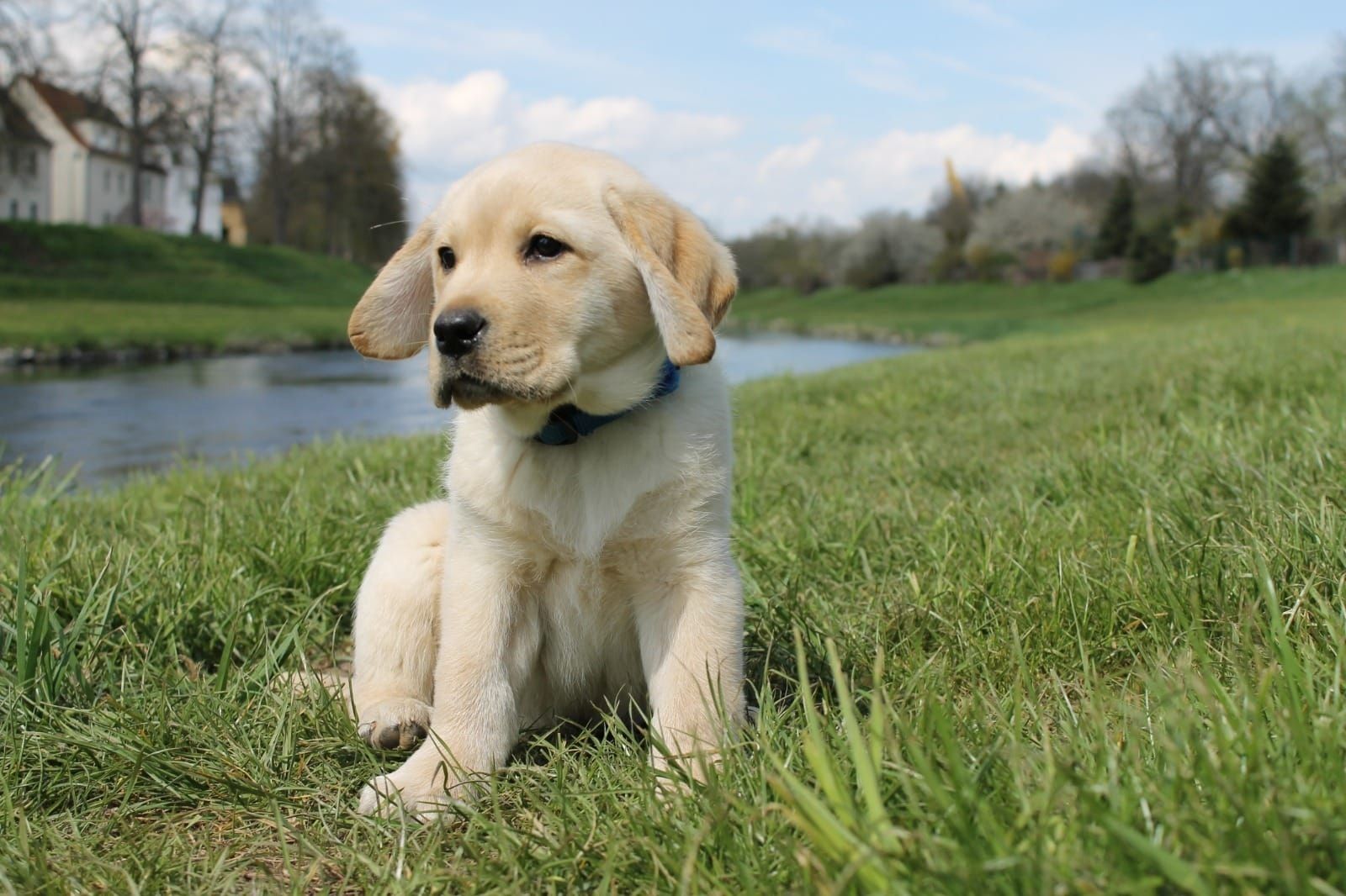Wunderschöne Labrador Welpen suchen ihr Traumzuhause