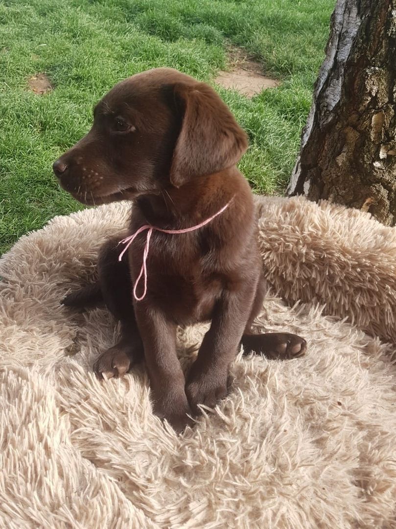 Wunderschöne Labrador Welpen suchen ihr Traumzuhause