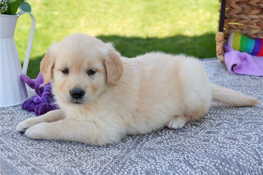 Golden Retriever Welpen suchen Ihre Familie