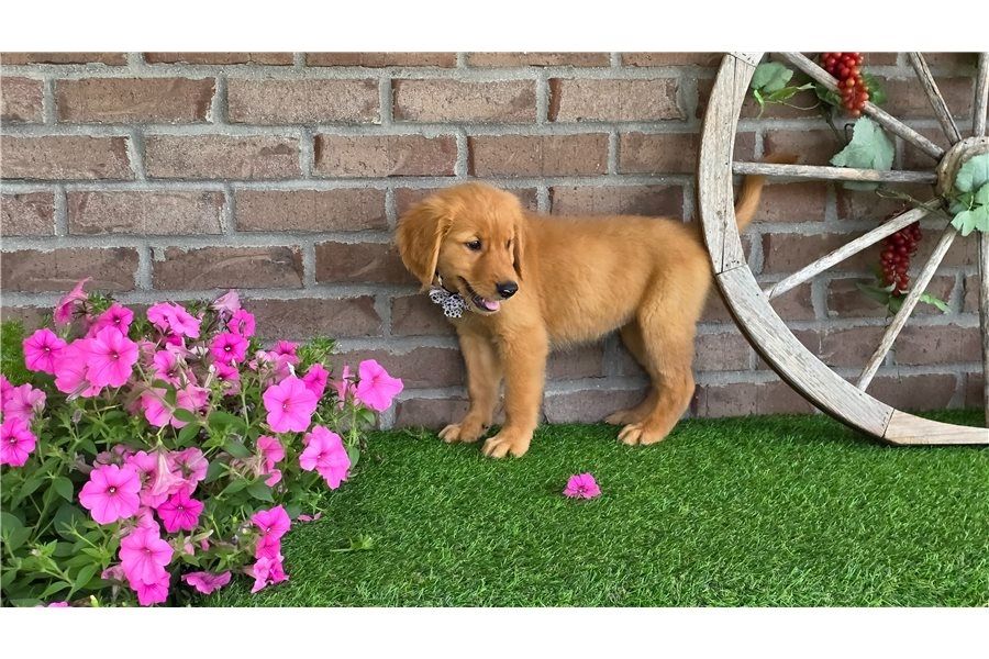 Golden Retriever Welpen suchen Ihre Familie