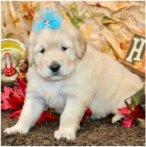 Golden Retriever Welpen suchen Ihre Familie