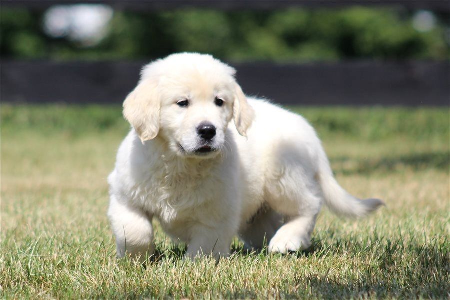 Golden Retriever mit Ahnentafel