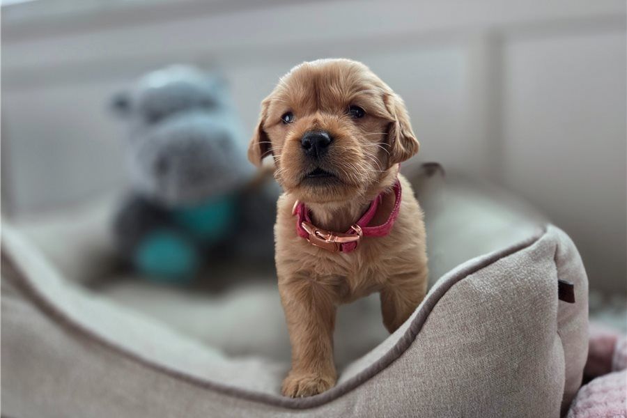 Golden Retriever mit Ahnentafel