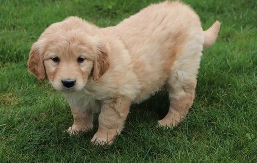 Golden Retriever mit Ahnentafel