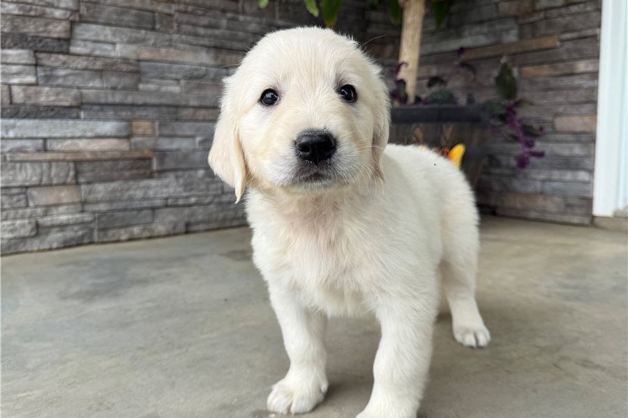 Golden Retriever mit Ahnentafel