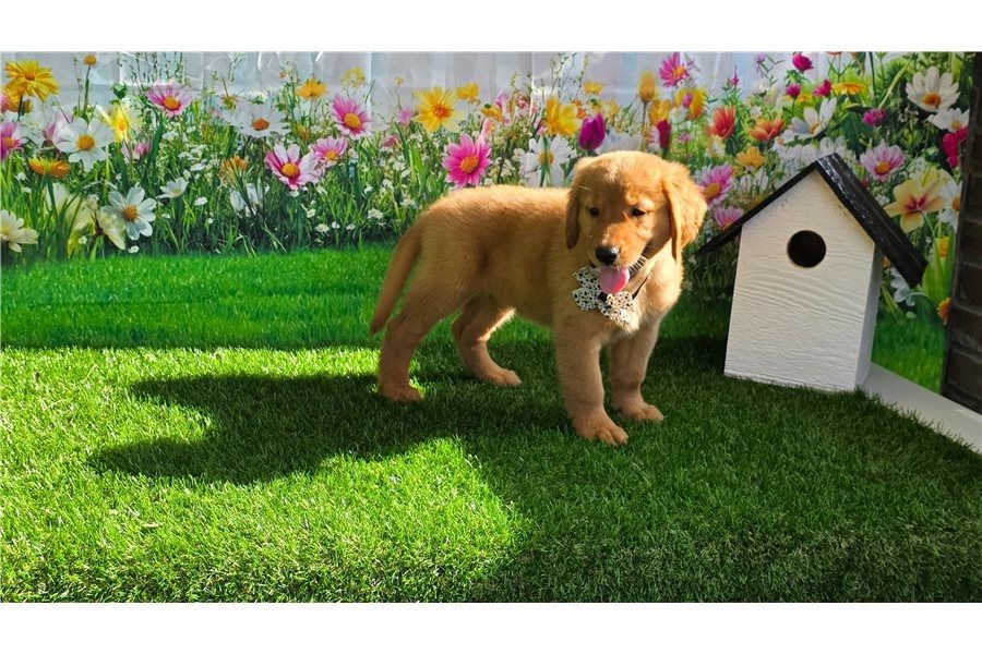 Golden Retriever mit Ahnentafel