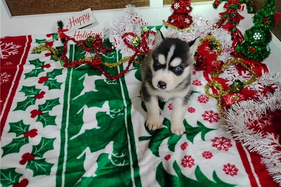 Reinrassige Siberian Husky Welpen mit Blauen und Braunen Augen ein neues und nettes Zuhause.