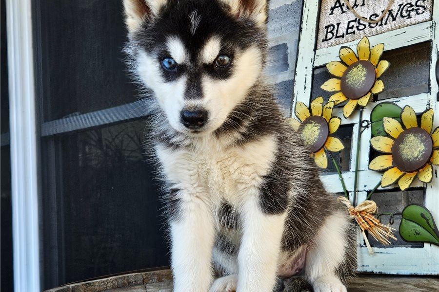 Reinrassige Siberian Husky Welpen mit Blauen und Braunen Augen ein neues und nettes Zuhause.