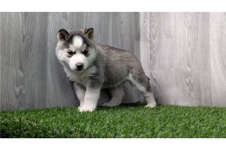 Reinrassige Siberian Husky Welpen mit Blauen und Braunen Augen ein neues und nettes Zuhause.