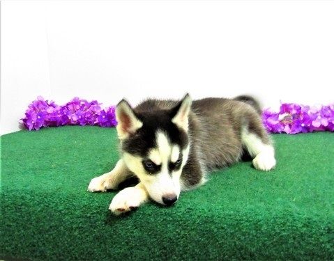 Reinrassige Siberian Husky Welpen