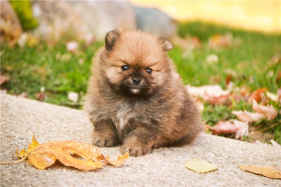 Pomeranian Zwergspitz Boo Welpen