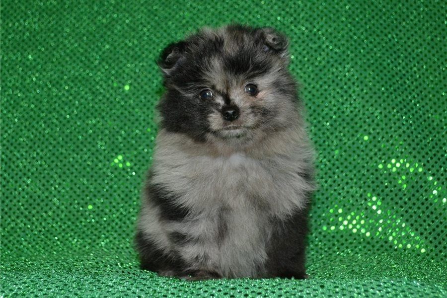 Pomeranian Zwergspitz Boo Welpen