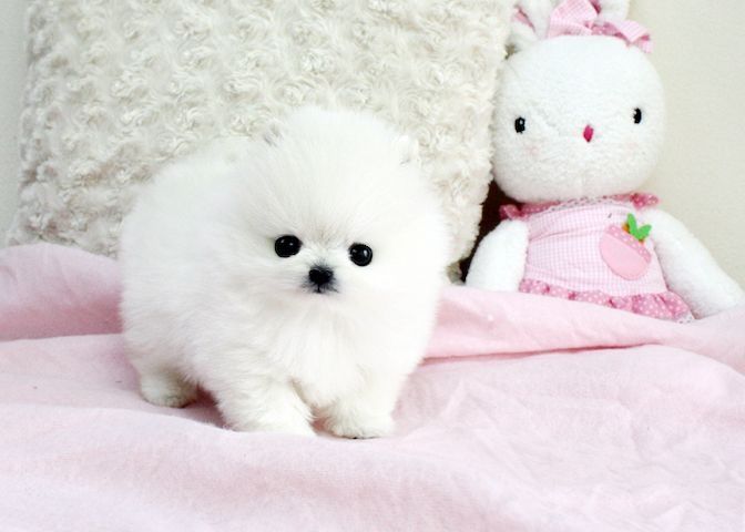 Pomeranian Welpen (Zwergspitz)