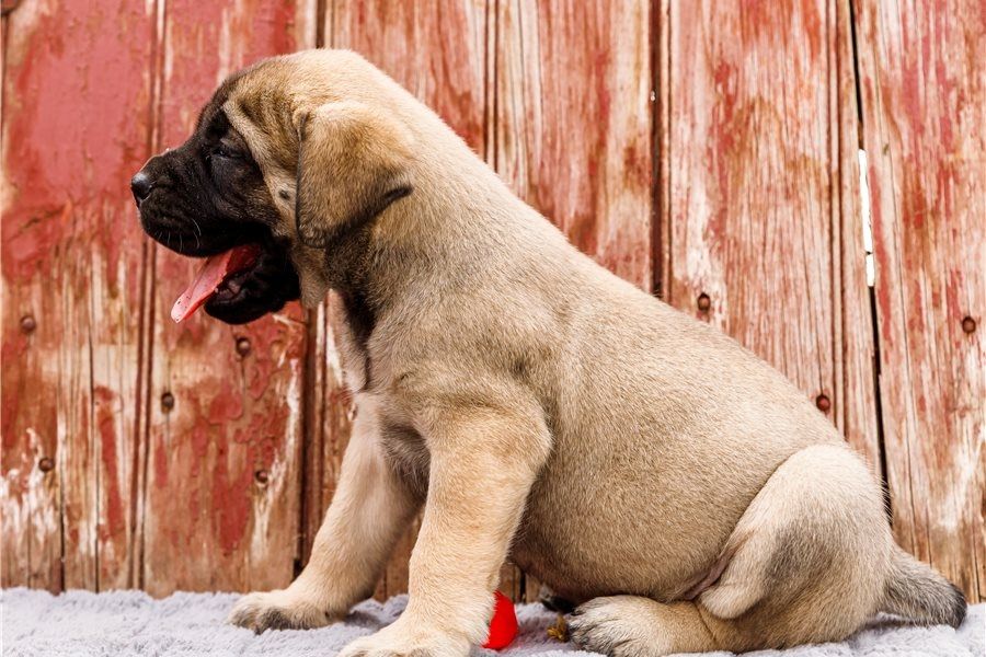 Bullmastiff Welpen suchen ihre Familie