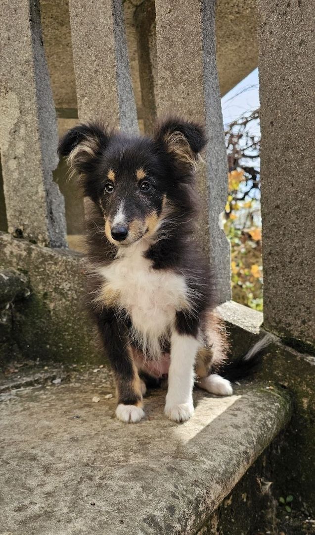 dreifarbiges Sheltie-Mädchen