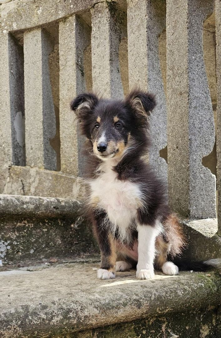 dreifarbiges Sheltie-Mädchen