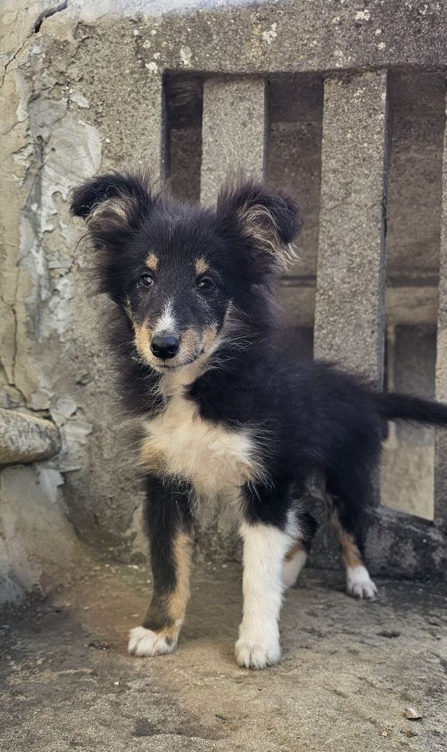 dreifarbiges Sheltie-Mädchen