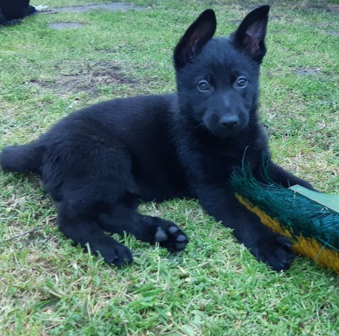 Deutsche Schäferhund Welpen