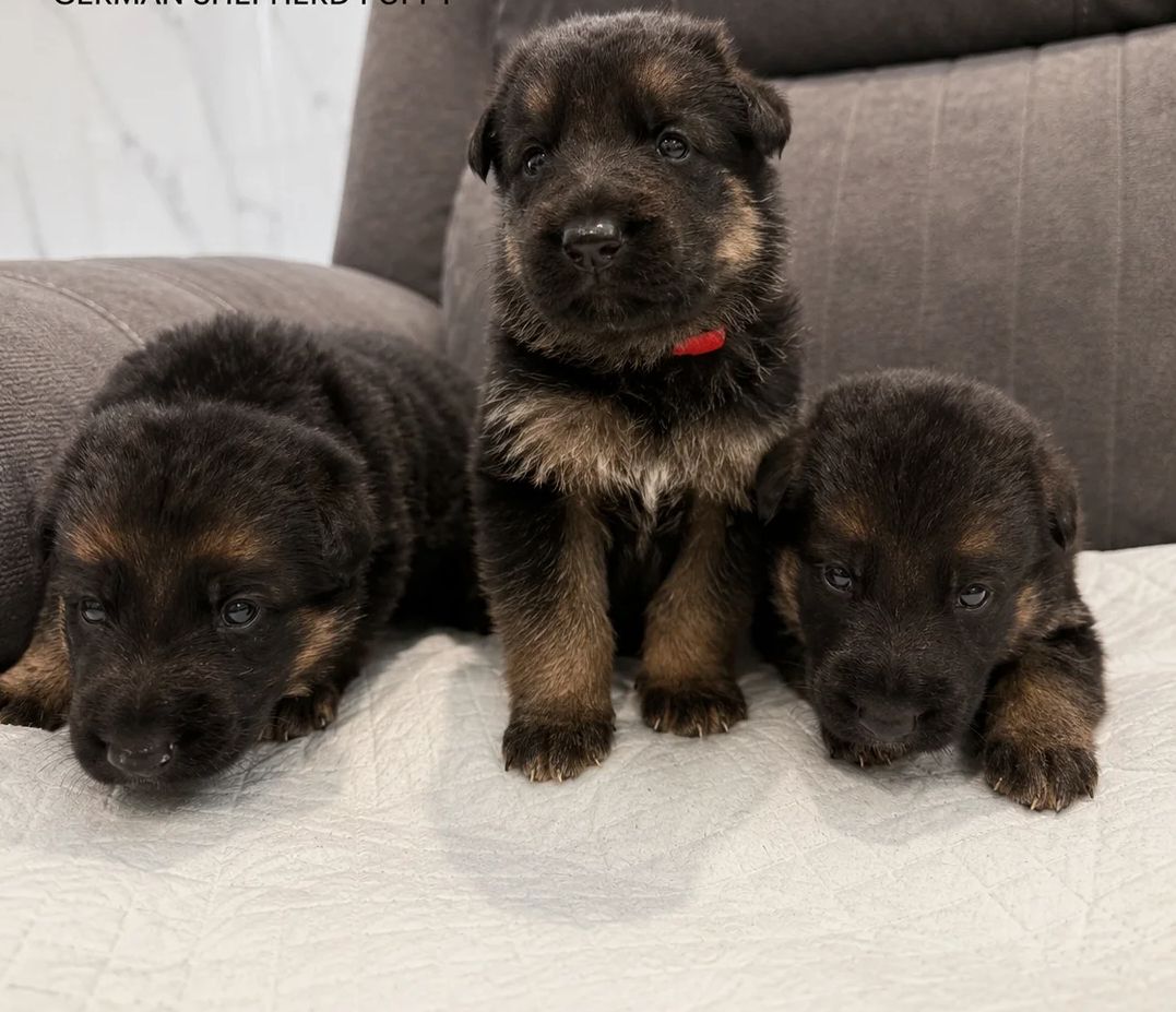Schäferhund-Welpen suchen ein liebevolles Zuhause