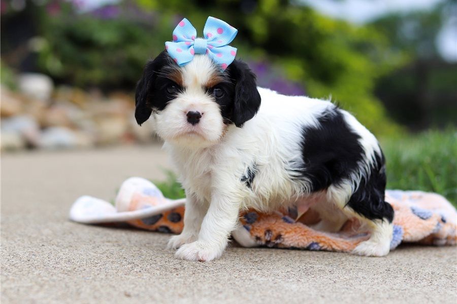 Cavalier King Charles Welpen
