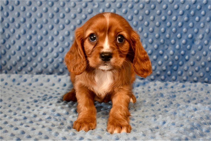 Cavalier King Charles Welpen