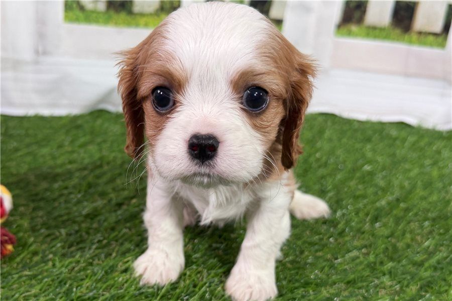 Cavalier King Charles Welpen