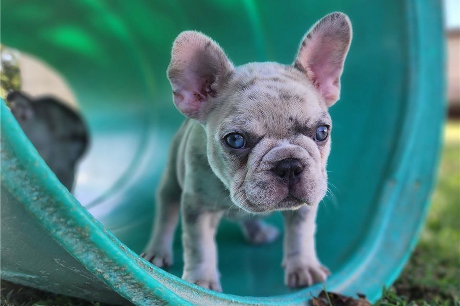Französische Bulldoggen Welpen (Blue) suchen ein Zuhause