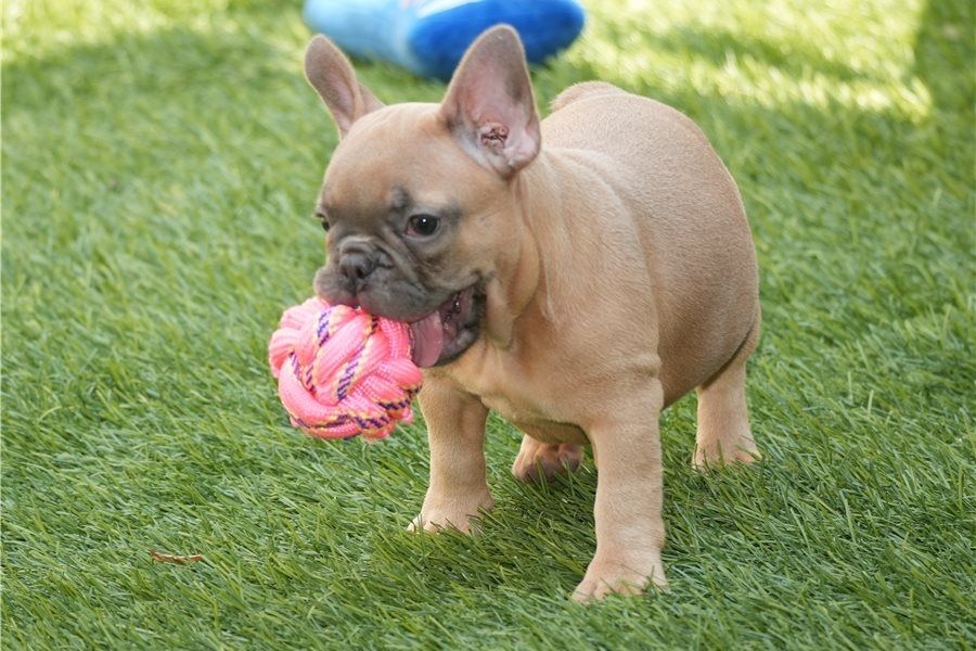 Französische Bulldoggen Welpen (Blue) suchen ein Zuhause