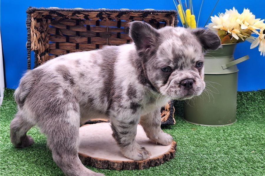 Französische Bulldoggen Welpen (Blue) suchen ein Zuhause