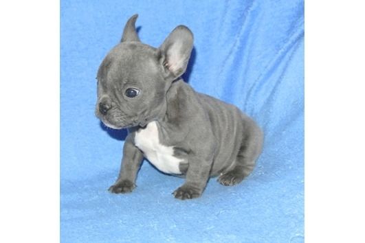 Französische Bulldoggen Welpen (Blue) suchen ein Zuhause