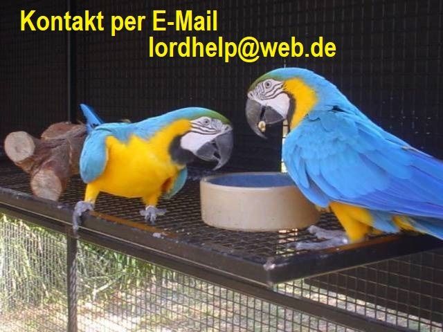 Gelbbrustara für Sie