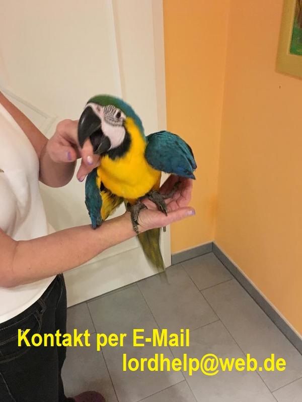 Gesunde Gelbbrustaras