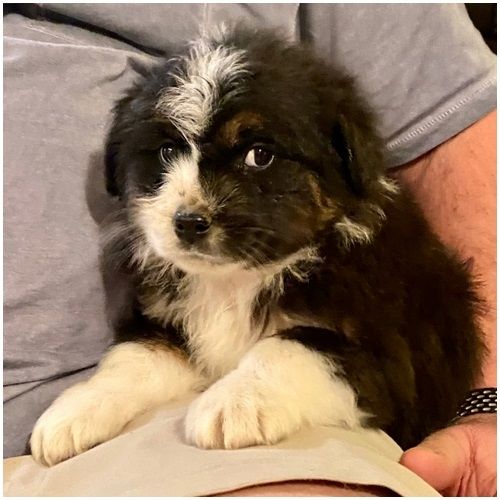 Reinrassige Australian Shepherd Welpen